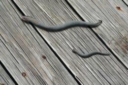 Fishsnakes